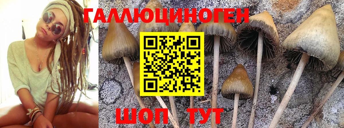 Галлюциногенные грибы Magic Shrooms  Вход с VPN  Асино  Псилоцибиновые грибы GOLDEN TEACHER 